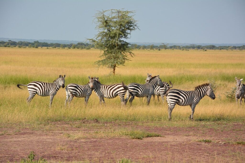 Zebra herd on the Serengeti plains during a Kenya and Tanzania wildlife circuit