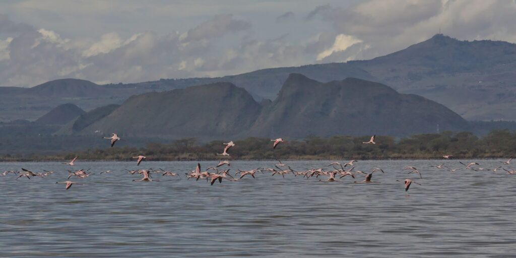 A scenic view of flamingos in flight over a lake with mountains in the background.