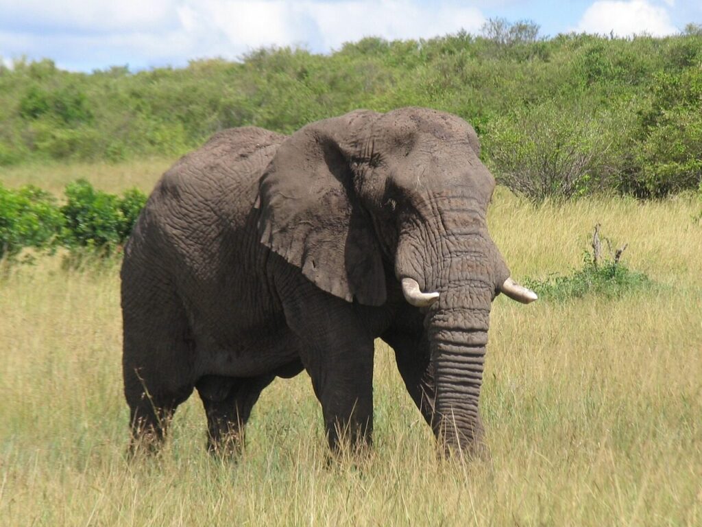 Elephants framed on a Masai Mara photography safari in Kenya