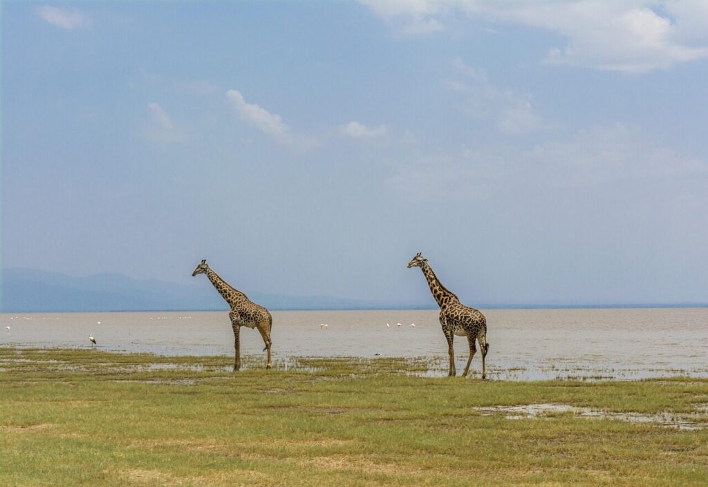 giraffe, safari, africa, animal, wildlife, mammal, nature, neck, wilderness, african, tanzania, manyara, lake, manyara, manyara, manyara, manyara, manyara