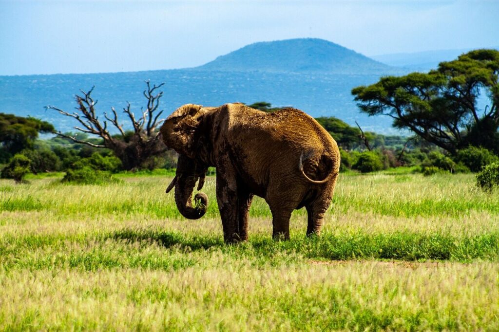 Elephant herd in Amboseli National Park on a big jumbos safari beneath Kilimanjaro