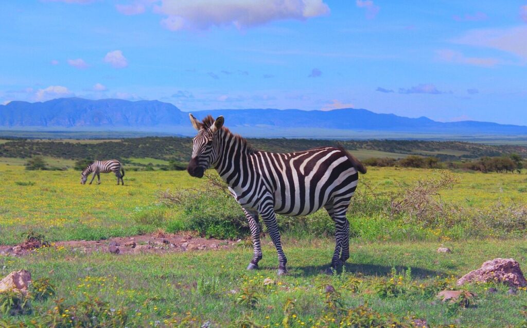 zebra, ngorongoro, tanzania, clouds, landscape, nature, summer, africa, blue sky, sky, vacations, blue